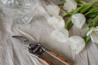 Kaboompics - White Tulips and Pruning Shears Beside a Cropped Textured Vase on Linen