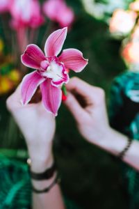 Tropical Floral Arrangements and Greenery for Table Styling and Botanical Backgrounds