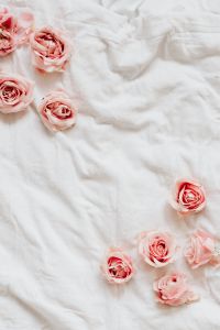 Kaboompics - Scattered Pink Roses on White Bedding, Vertical Valentine’s Day Background with Copy Space