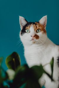 Kaboompics - Cute tricolor cat