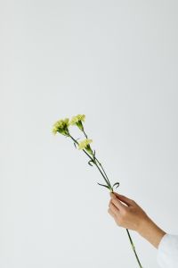 Kaboompics - Pair of Pale Green Carnations Against White for Florist Inspiration