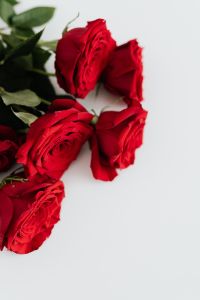 Kaboompics - Red Roses and Green Leaves on White Background