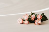 Kaboompics - Blush Roses on Neutral Surface with Soft Diagonal Light