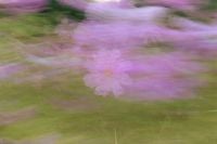 Kaboompics - Pink Flower in a Dreamy Soft Motion Blur Background