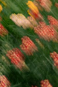 Kaboompics - Red, Pink and Yellow Flower Clusters in Motion Blur