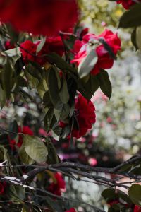 Kaboompics - Portrait Red Rose Bloom in Madrid Garden