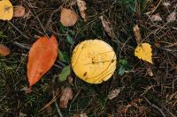 Kaboompics - Yellow and Orange Leaves Scattered Across Forest Grass