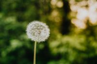 Kaboompics - Dandelion Seed Head with Soft Green Foliage and Warm Background Bokeh