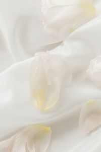 Kaboompics - White Floral Petals in Soft Focus, Pale Abstract Background Texture