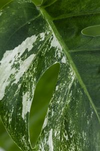 Kaboompics - Monstera Variegata Leaf Detail with White Patches
