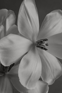 Kaboompics - Black and White White Flower Macro