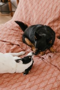 Kaboompics - Two Small Dogs Meeting Nose to Nose on a Dusty-Rose Bed, Candid Pet Bonding for Home Blogs