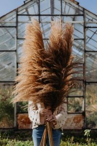 Kaboompics - Pampas Grass Bouquet Filling the Frame in a Glasshouse