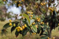 Kaboompics - Close-Up of Yellow Mirabelle Plums among Green Leaves on a Fruit Tree Branch
