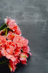 Kaboompics - Single Pink Flower With Gray Copy Space