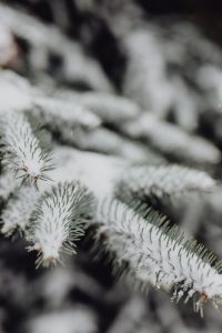 Kaboompics - Branches covered with fresh snow // Spruce, Coniferous Tree