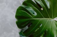Kaboompics - Dark green leaves of monstera and marble