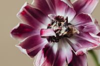 Kaboompics - Close-Up Purple Dried Flower Stamens