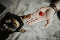 Kaboompics - Small treat for a cute dog