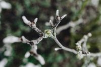 Kaboompics - Frost-Covered Bare Twig Buds Against Green Bokeh