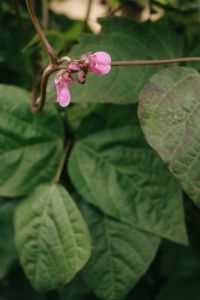 Kaboompics - Pink Bean Blossom On Climbing Plant