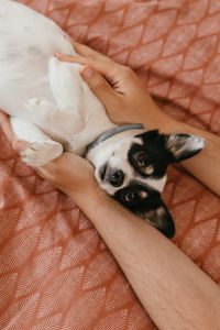Small Dog Relaxing on Pink Bedding: Cozy Pet Lifestyle and Home Care Photos