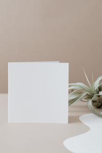 Kaboompics - Oversized Blank White Card with Air Plant on Neutral Beige Table