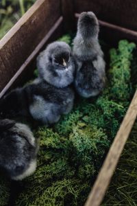 Kaboompics - Black baby chicks