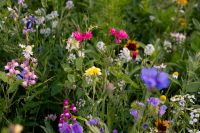 Kaboompics - Colorful Summer Wildflowers With Soft Focus