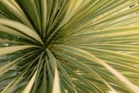 Kaboompics - Radiating Variegated Yucca Leaves