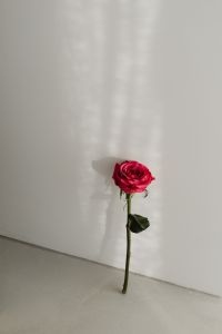 Kaboompics - Red Rose Casting a Soft Shadow on a Minimal White Wall
