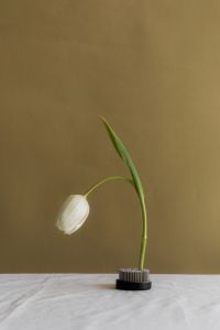 Kaboompics - White Tulip in Floral Frog on White Table