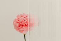 Kaboompics - Close-Up Pink Carnation Behind Ribbed Glass, Soft Blush Floral Background