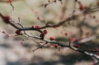Kaboompics - Red Berry Clusters on a Bare Branch in Soft Focus