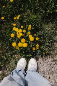 Spring Blossoms and Flowering Trees: White Blooms, Dandelions and Outdoor Lifestyle