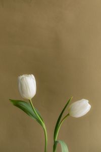 Kaboompics - Two White Tulips on Soft Neutral Background