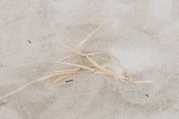 Kaboompics - Dried Beach Grass on a Sandy Shore