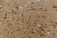 Kaboompics - Sand beach background with sea shells & pebbles - many round small stones