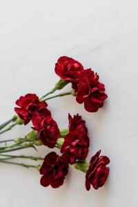 Kaboompics - Vertical Carnation Bouquet Against White Marble Background