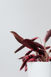 Kaboompics - Tropical Calathea Triostar With Variegated Foliage