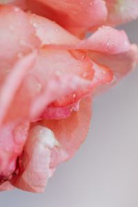 Kaboompics - Macro Pink Rose Petals Underwater, Abstract Floral Background