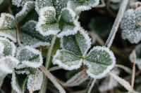 Kaboompics - Frost-Edged Round Green Leaves in a Macro Botanical Texture