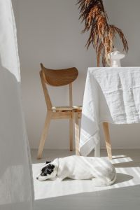 Kaboompics - Small Dog Resting Beneath Linen-Covered Table