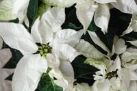 Kaboompics - Close Up of White Poinsettia Flowers