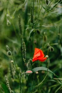 Kaboompics - A field of Red Poppies