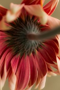 Kaboompics - Pink Flower Back View Macro