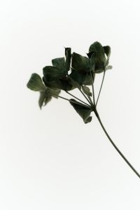 Kaboompics - Minimal Green Plant Stem With Small Leaves Negative Space