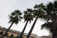 Kaboompics - Palm trees in Spain