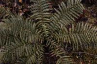 Kaboompics - Fern in the forest