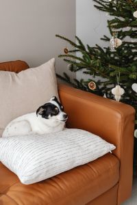 Kaboompics - Small Dog Resting on Pillow beside Christmas Tree